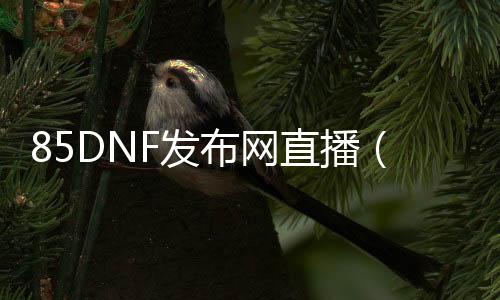 85DNF发布网直播（dnf85版本视频）